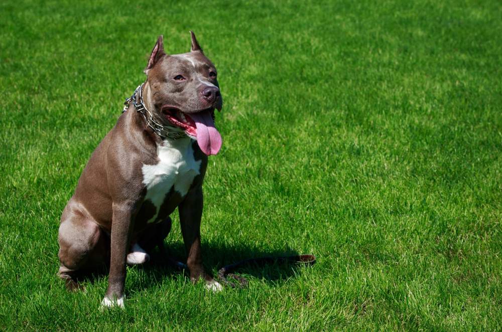 Perro de raza pit bull terrier.