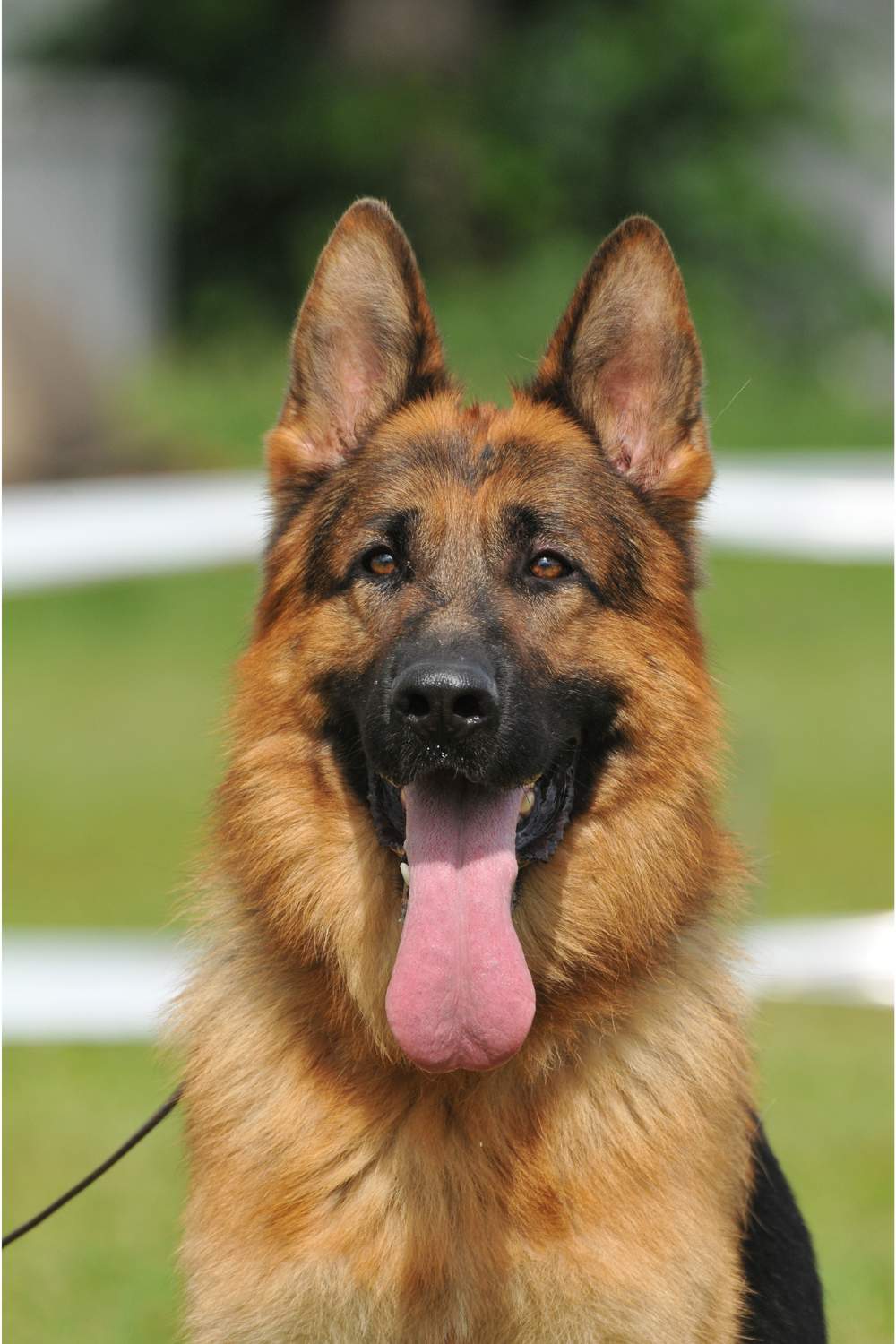 Perro pastor alemán