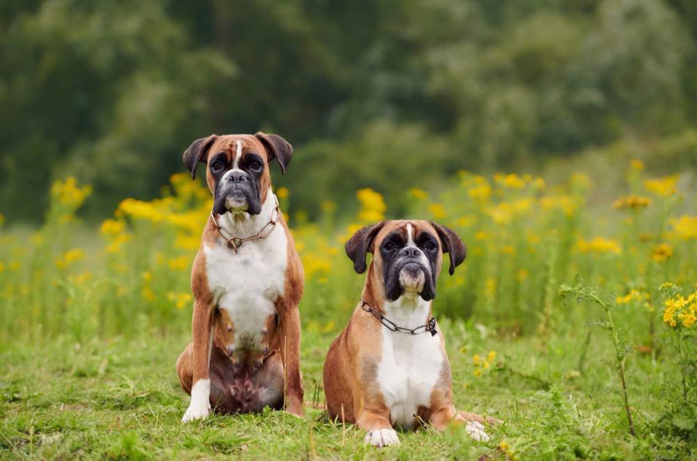 Perros de la raza bóxer