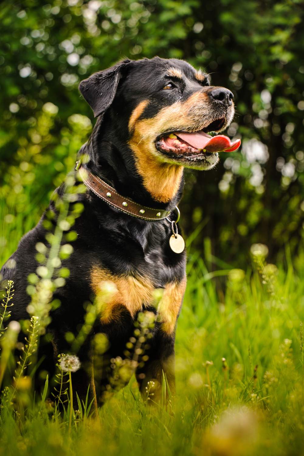 Rottweiler