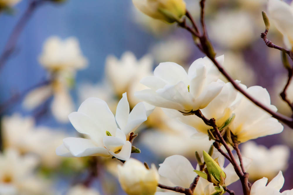 magnolia flores blancas