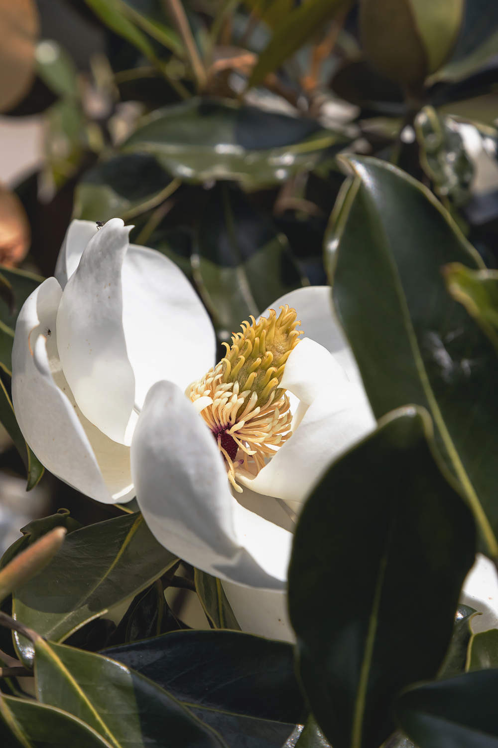 Magnolia