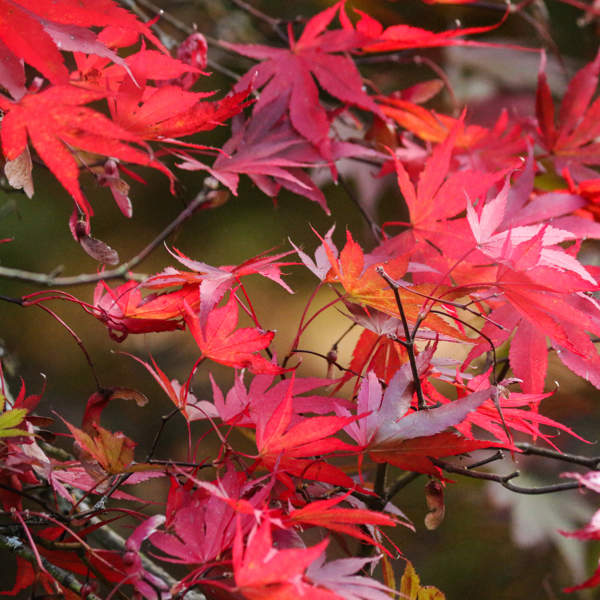 Arce japonés: el árbol rojo que arrasará este otoño 2024