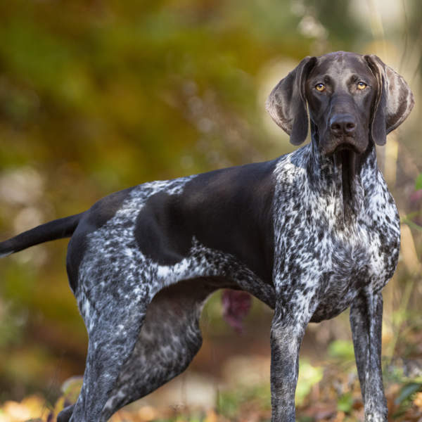 Perro braco alemán de pelo corto: todo sobre su carácter y cuidados