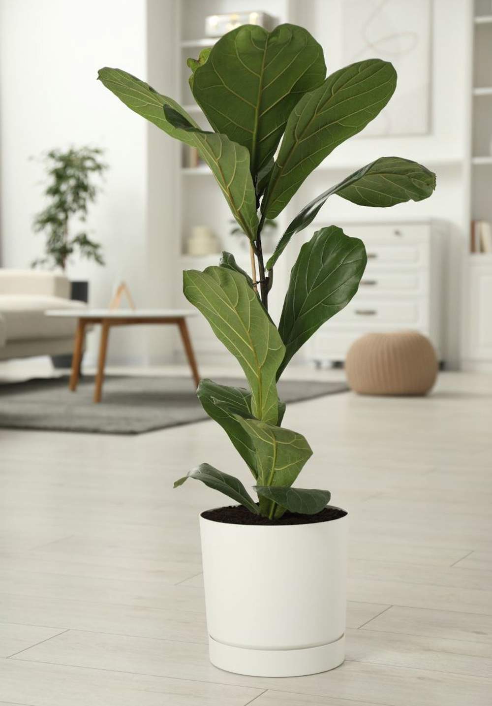 Ficus lyrata