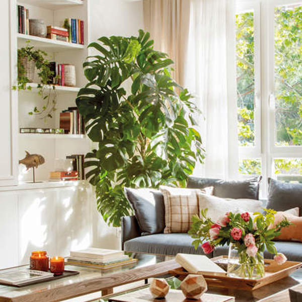 No compres más decoración: 6 plantas de interior de gran tamaño que decoran tu salón por sí solas