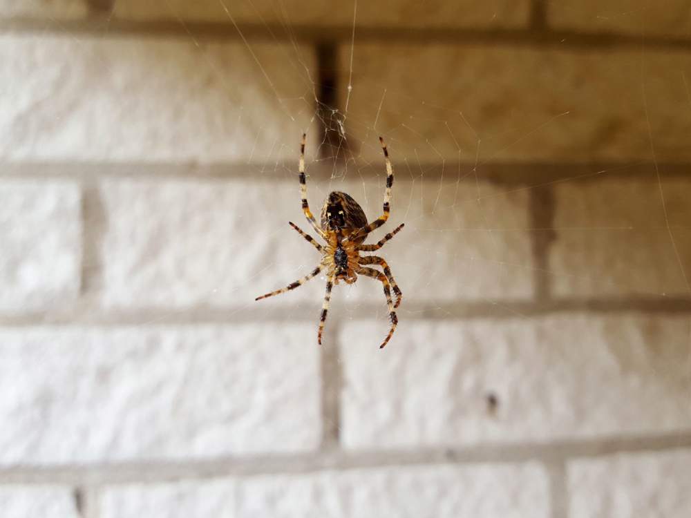 Una araña en casa