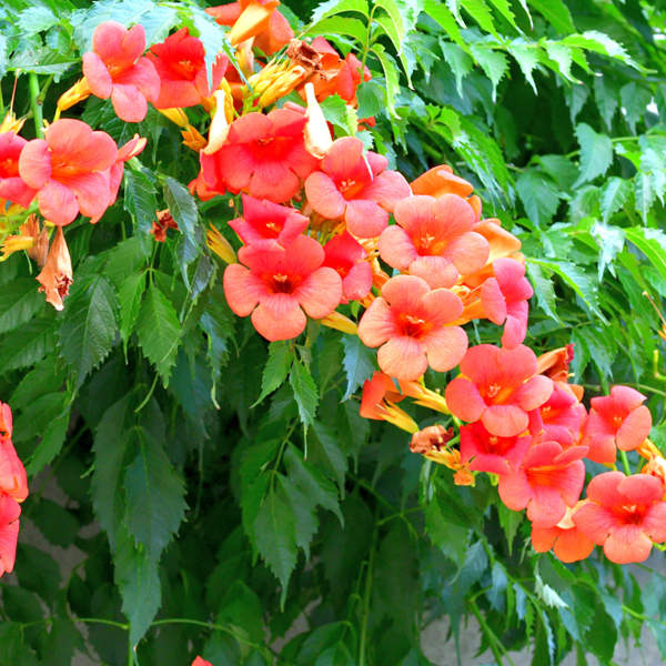 La planta de crecimiento rápido que adoran las personas impacientes: con flor y resistente