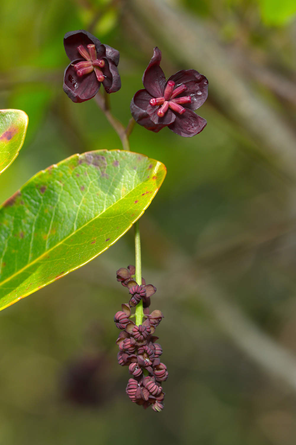 flor planta purpura akebia quinata