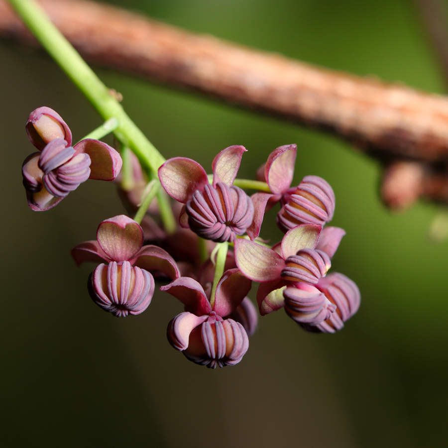 planta flor akebia quinata