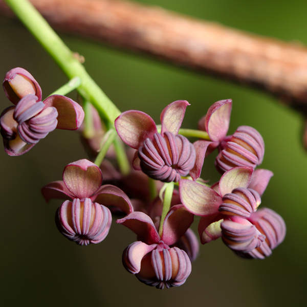 La planta trepadora con olor a chocolate y vainilla perfecta para jardineros principiantes