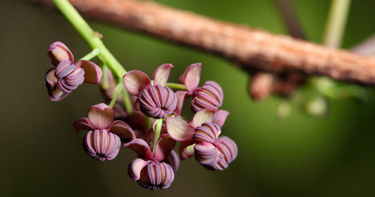La planta trepadora con olor a chocolate y vainilla perfecta para ...
