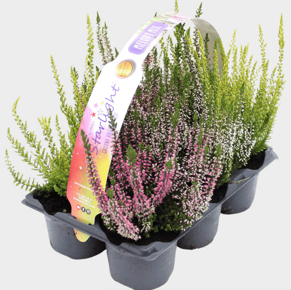 Calluna 