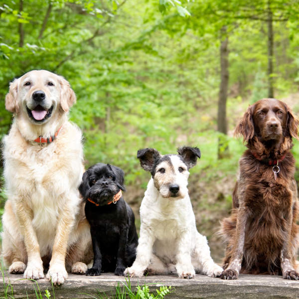 Estas son las razas de perros más conocidas: nombres, fotos y características