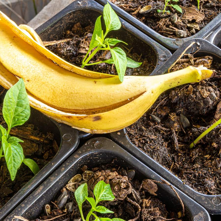 Aprende a preparar un fertilizante casero para plantas con cáscaras de plátano congeladas