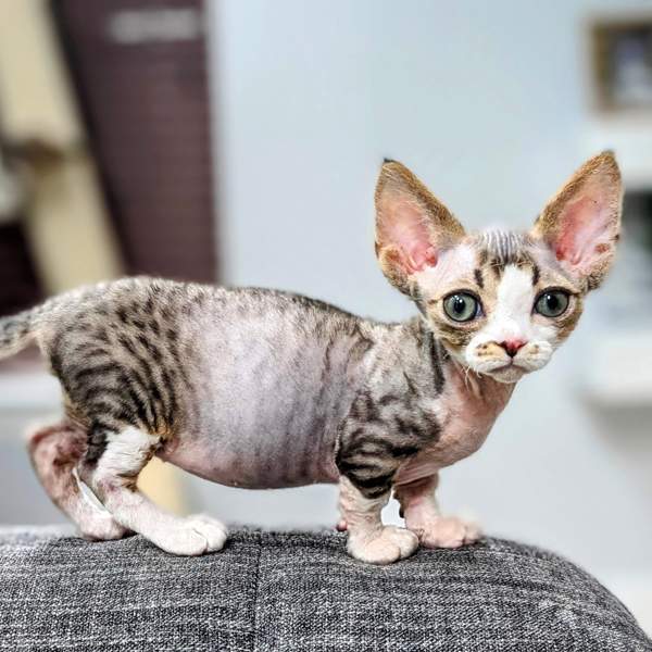 Ni calvo, ni peludo: este sorprendente gato tiene carácter de perro 