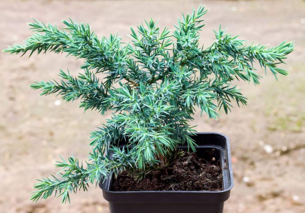 juniperus squamata