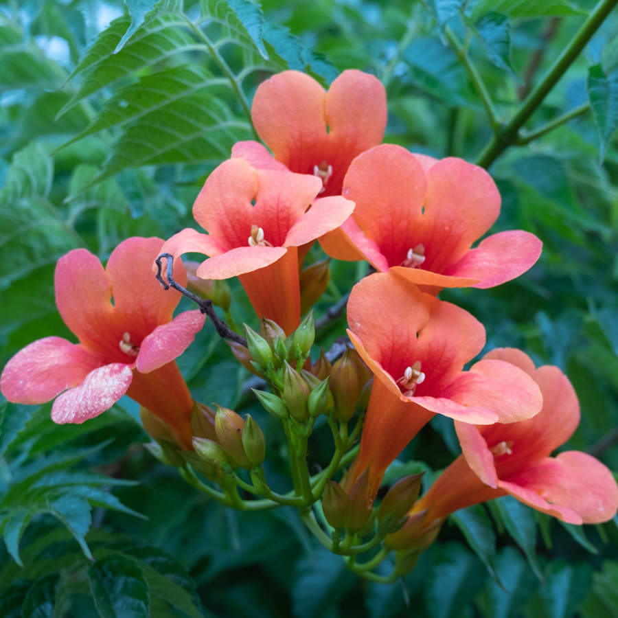 campsis flor naranja