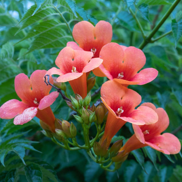 La planta de crecimiento rápido que adoran las personas impacientes: con flor, bonita y resistente