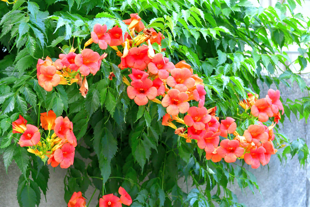 campsis flores enredadera