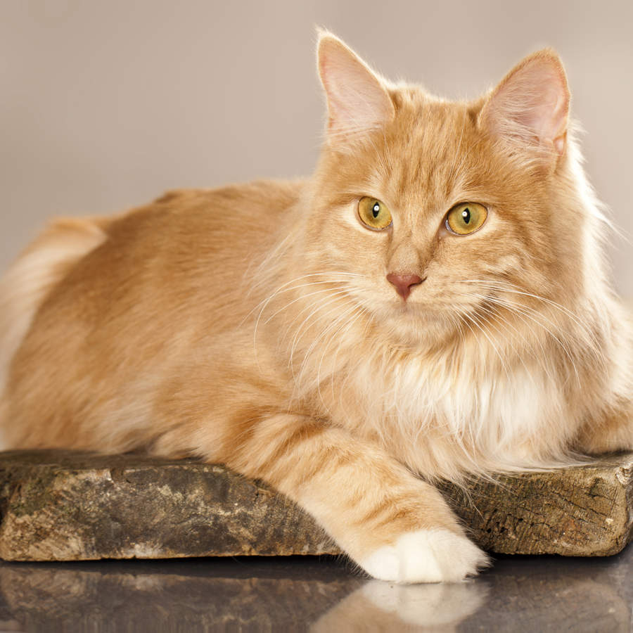 Gato bobtail de kuriles