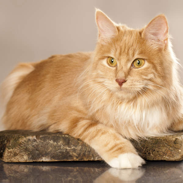 Gato bobtail de Kuriles: guía de características, carácter y todos los cuidados
