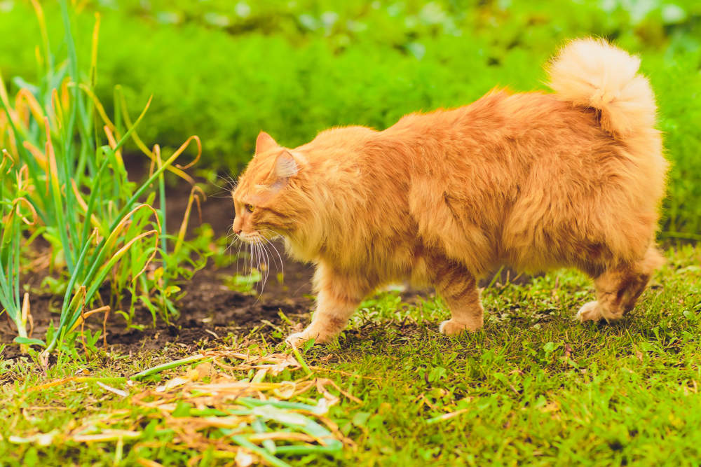 Gato bobtail de kuriles