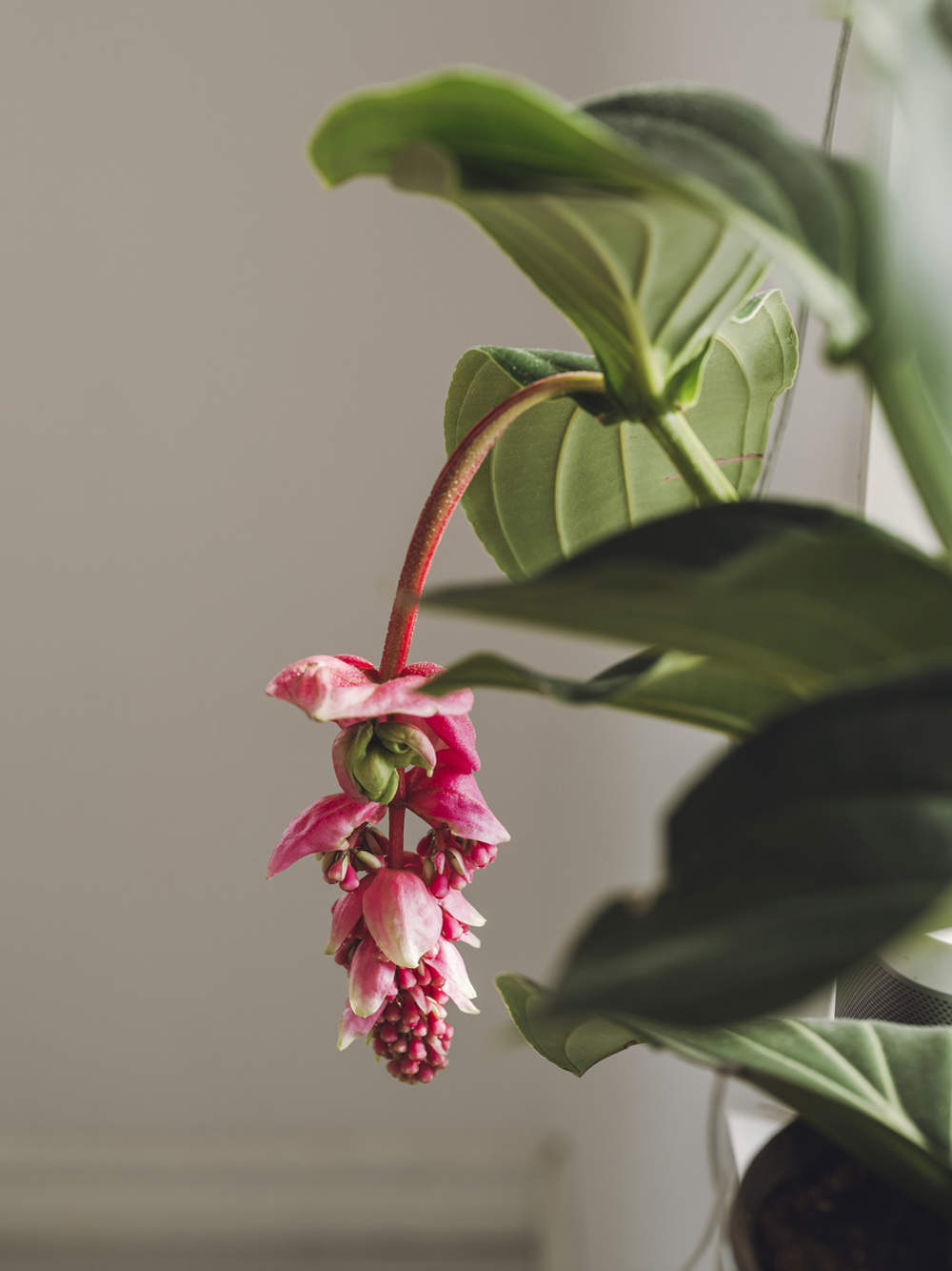 medinilla planta flor