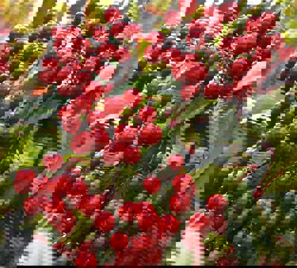 Nandina