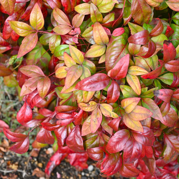 Ni flor de pascua ni acebo: la planta con flor roja que resistirá al otoño y decorará tu casa esta Navidad 2024