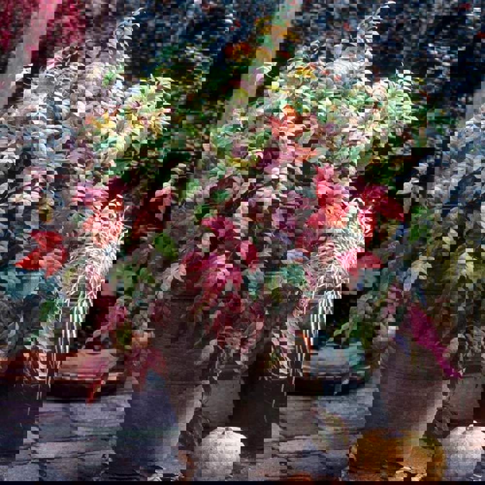 Nandina