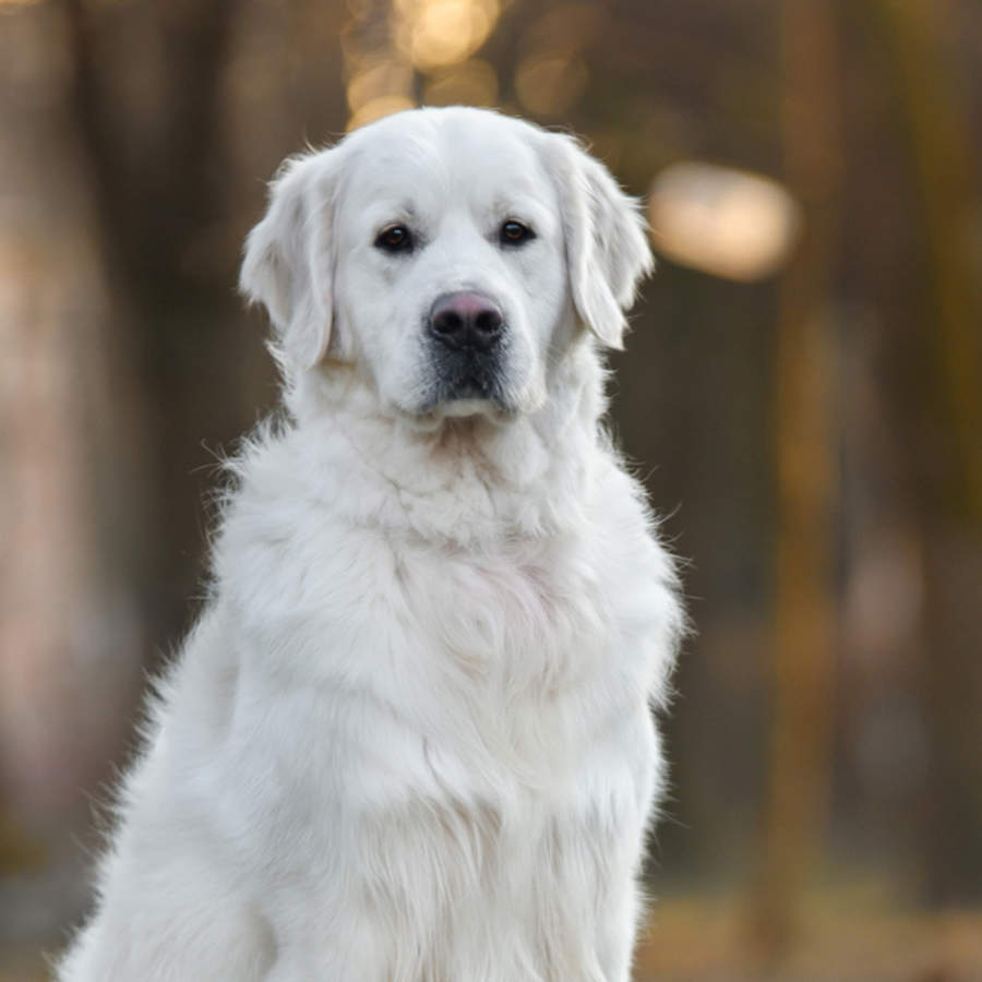 Perro posando