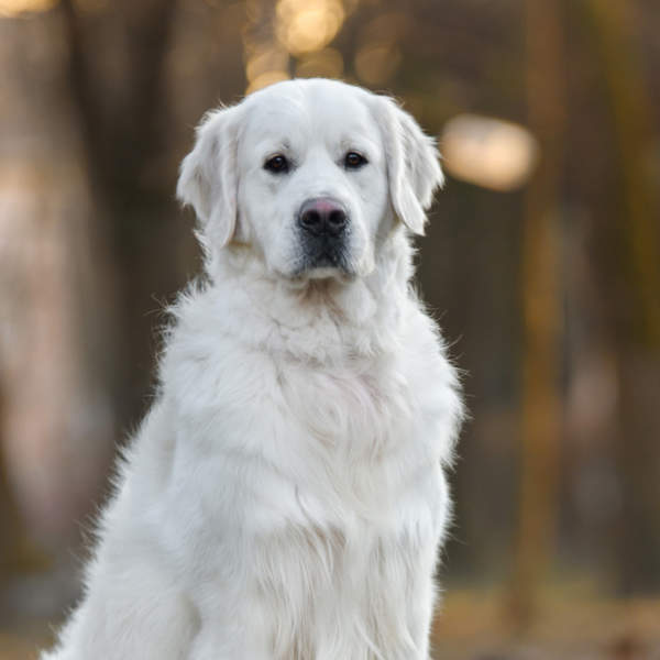 Perro posando