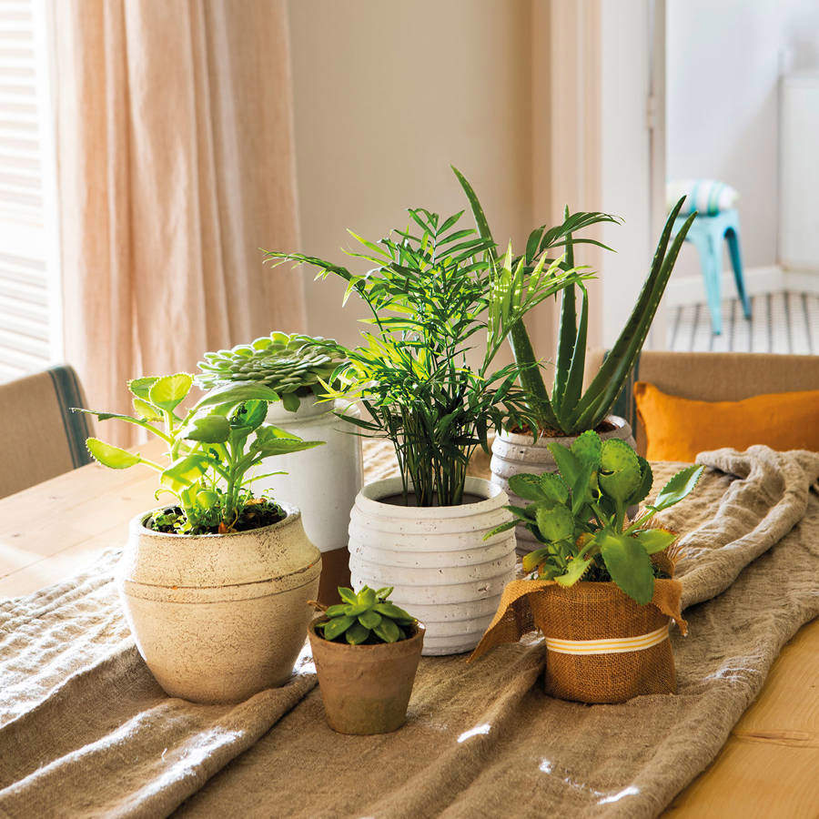 Plantas de interior resistentes