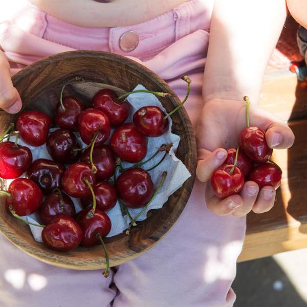 No llegas tarde: 3 árboles frutales que SÍ o SÍ deben podarse este septiembre 