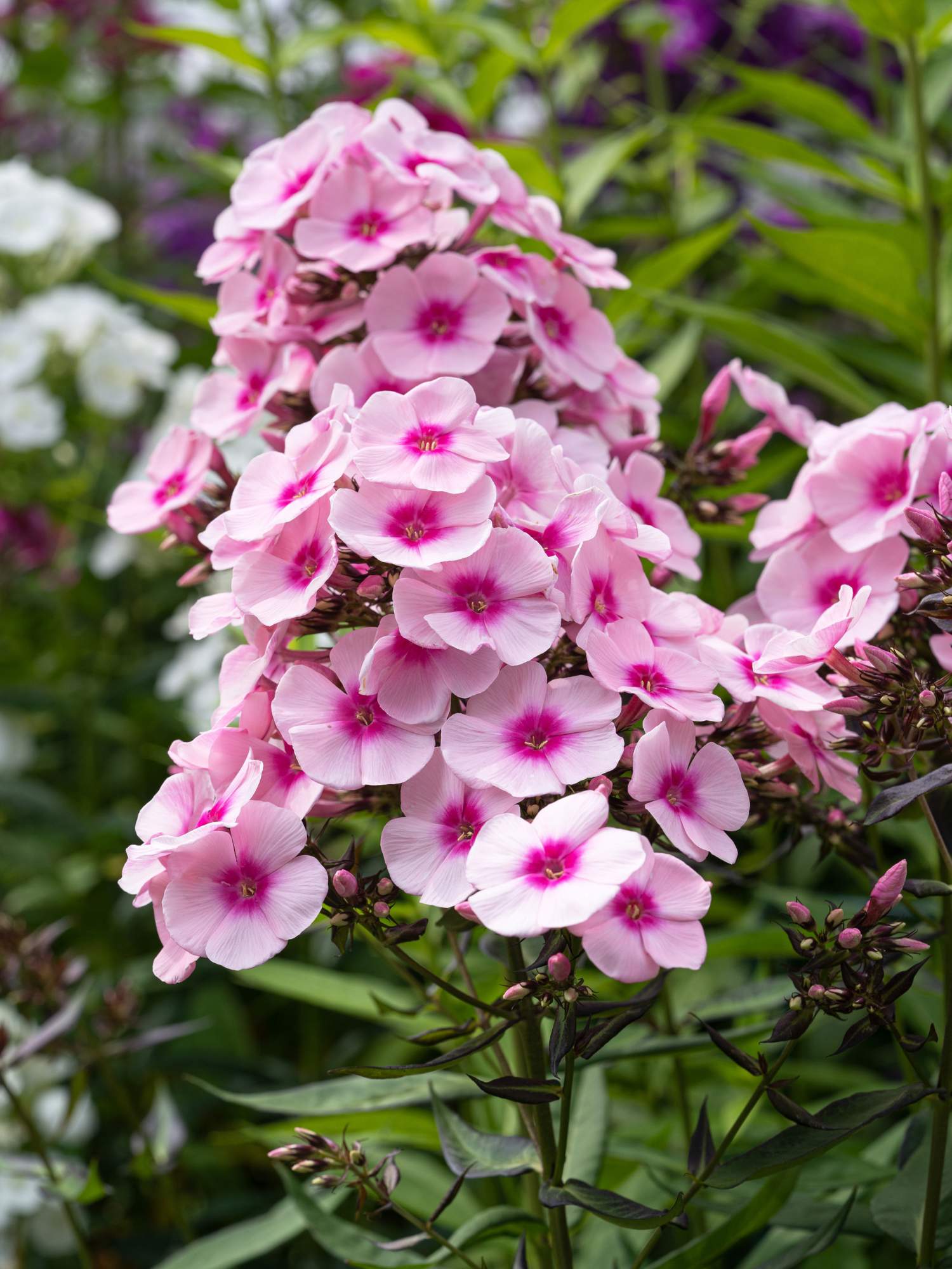 Phlox