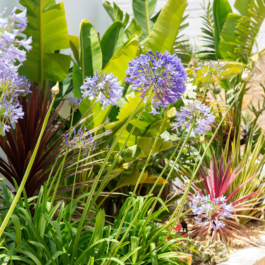 ¿Quieres un jardín lleno de flores la próxima primavera? Entonces debes dividir algunas de estas plantas perennes