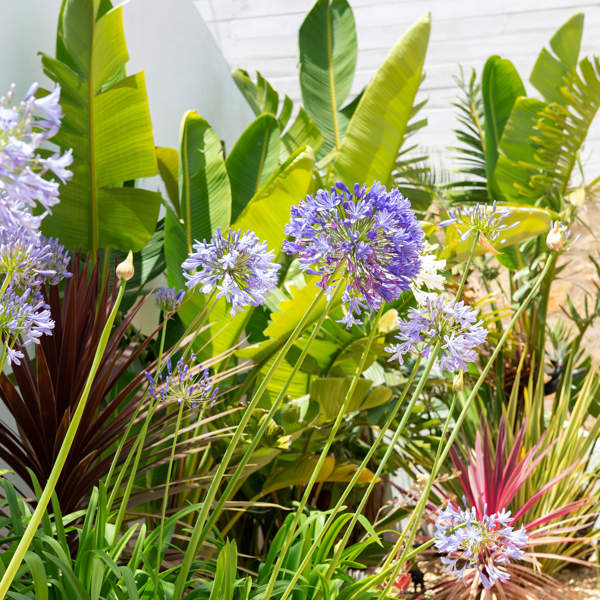 5 plantas perennes que puedes multiplicar en septiembre para un jardín bonito y frondoso todo el año