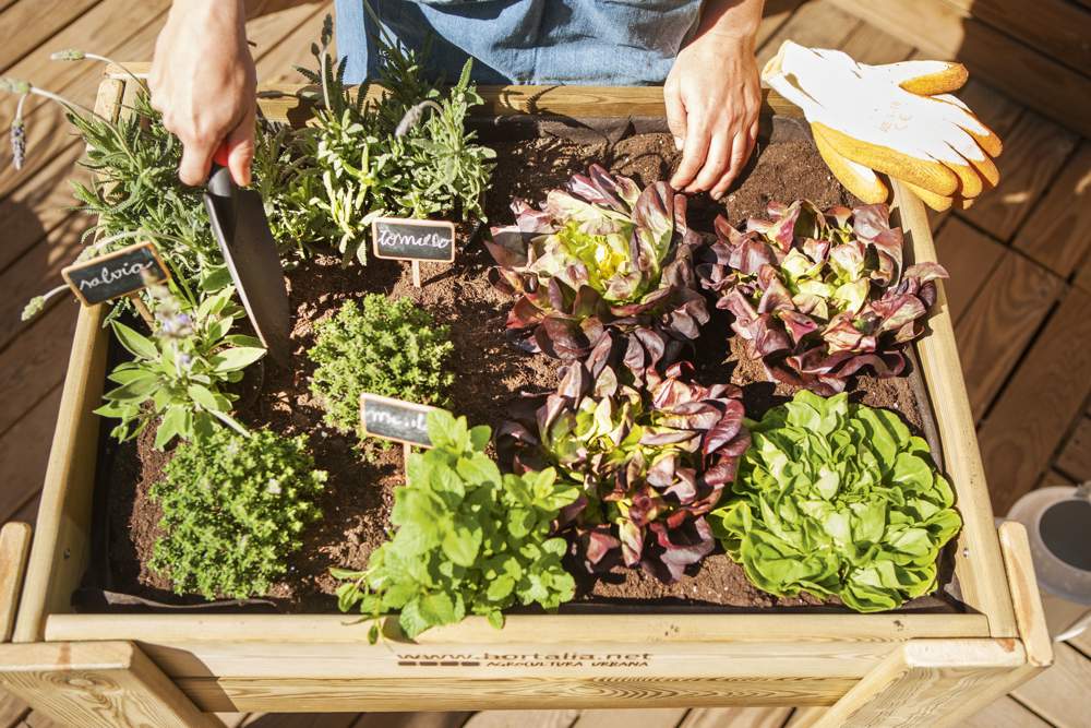 mesa de cultivo de un huerto urbano 00427674