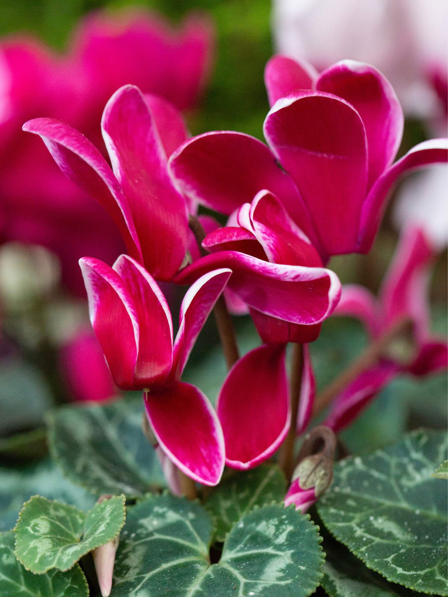 Cyclamen