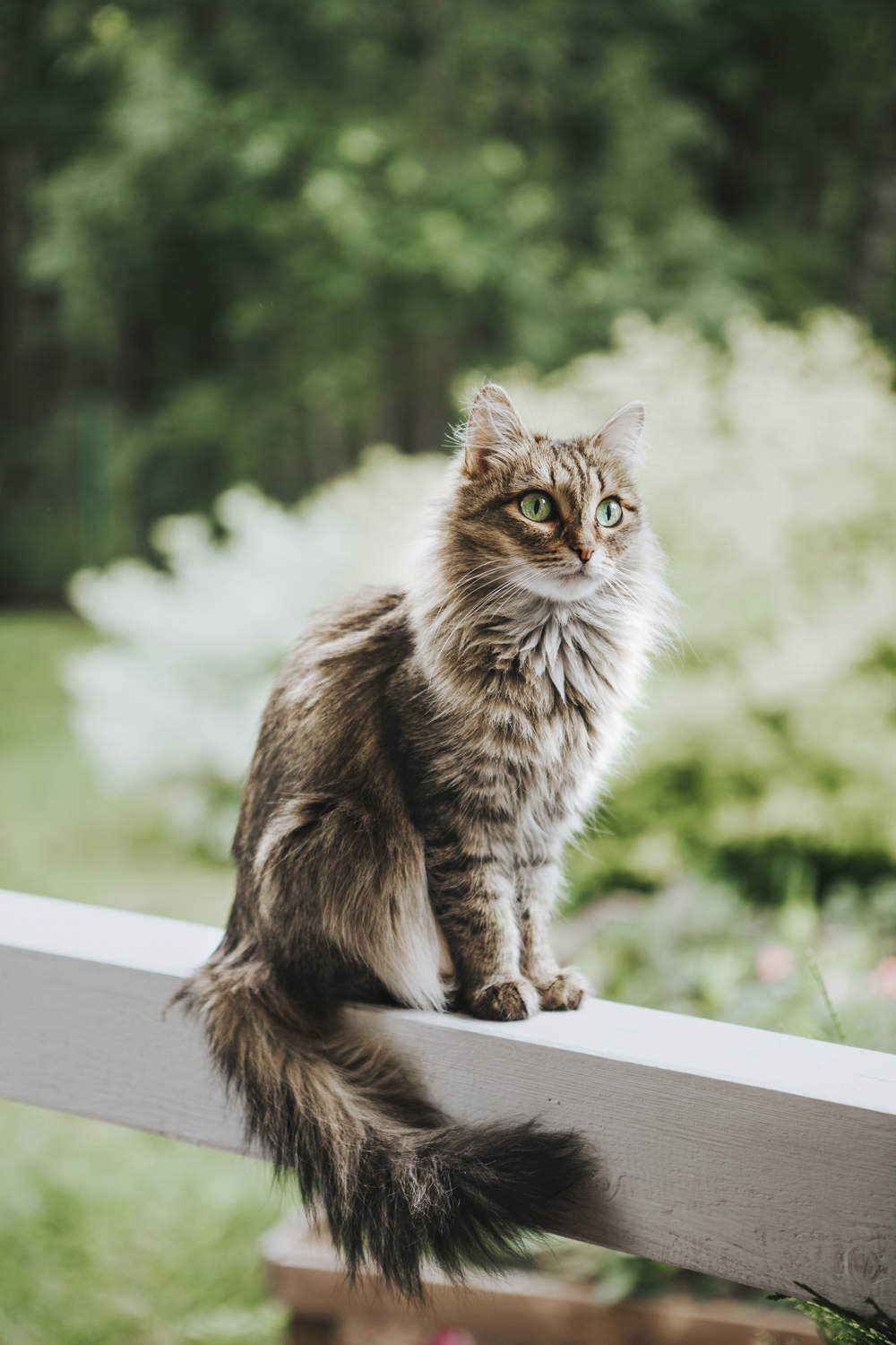 Gato en el jardín