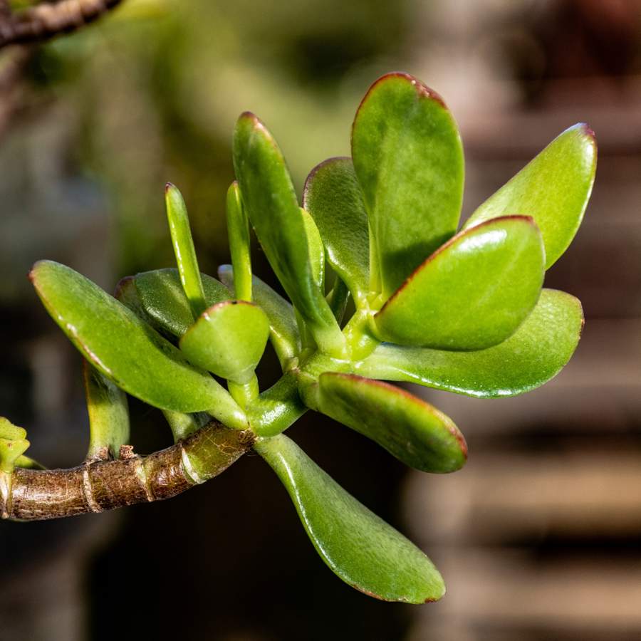 Sigue este sencillo paso a paso para podar tu árbol de Jade durante el otoño