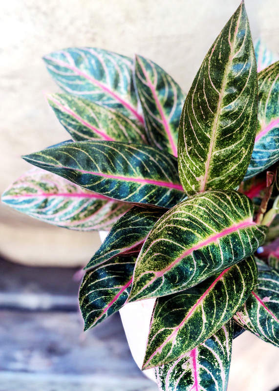 Aglaonema 