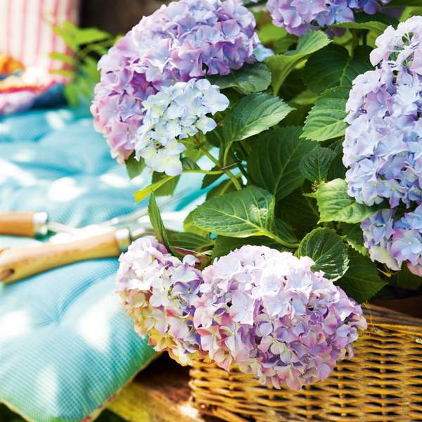 Estas son las variedades de hortensias que se deben podar en otoño para una floración abundante el año que viene (incluso si están en macetas)