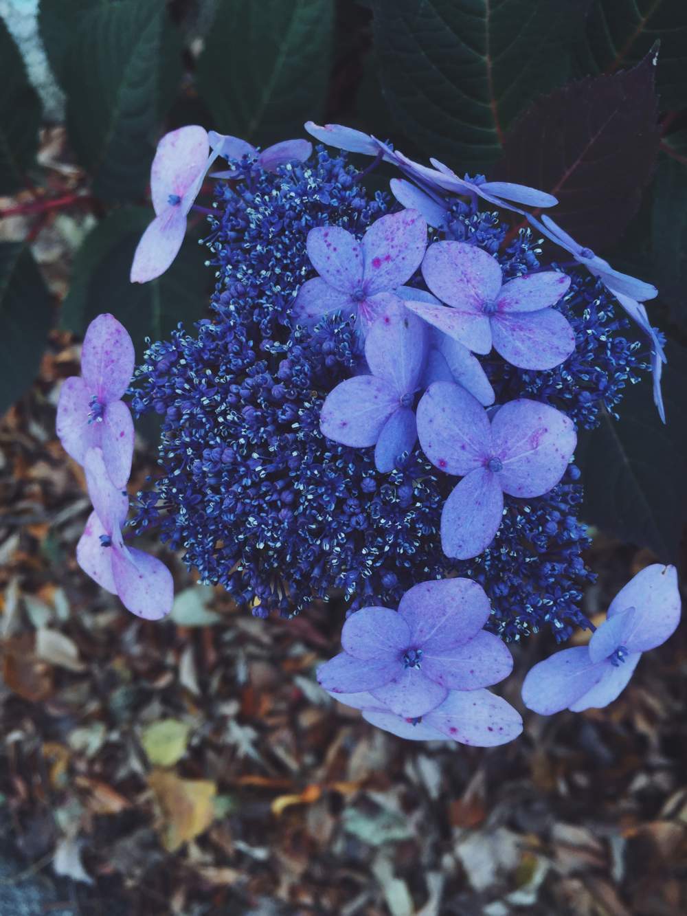 Hydrangea serrata