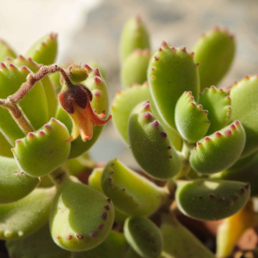 Cotyledon tomentosa