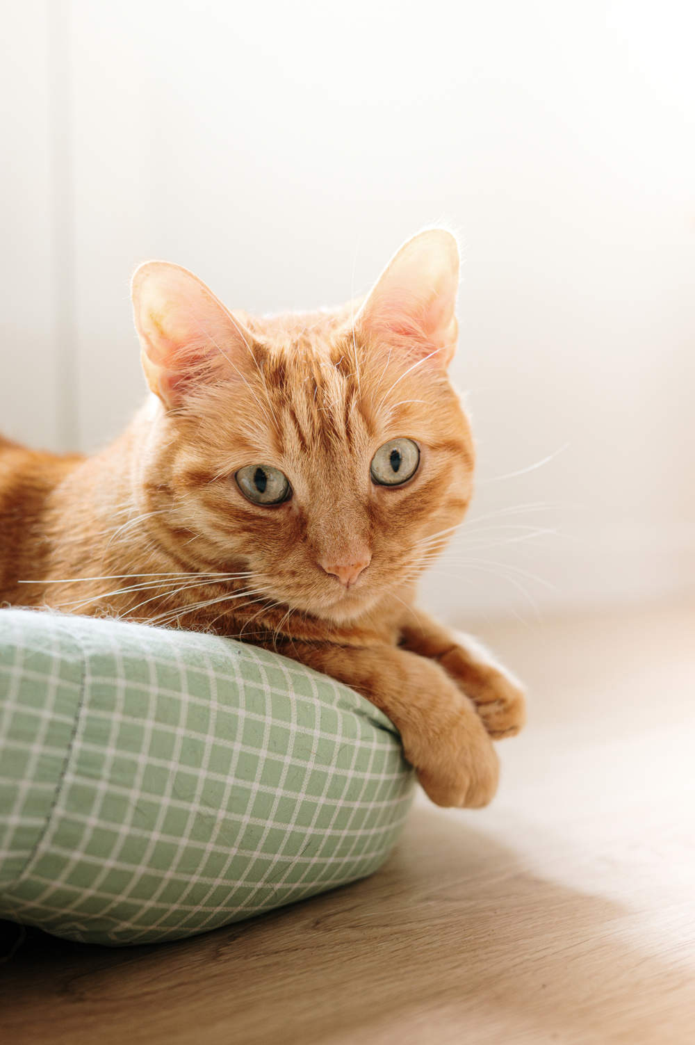 Gato en su cama