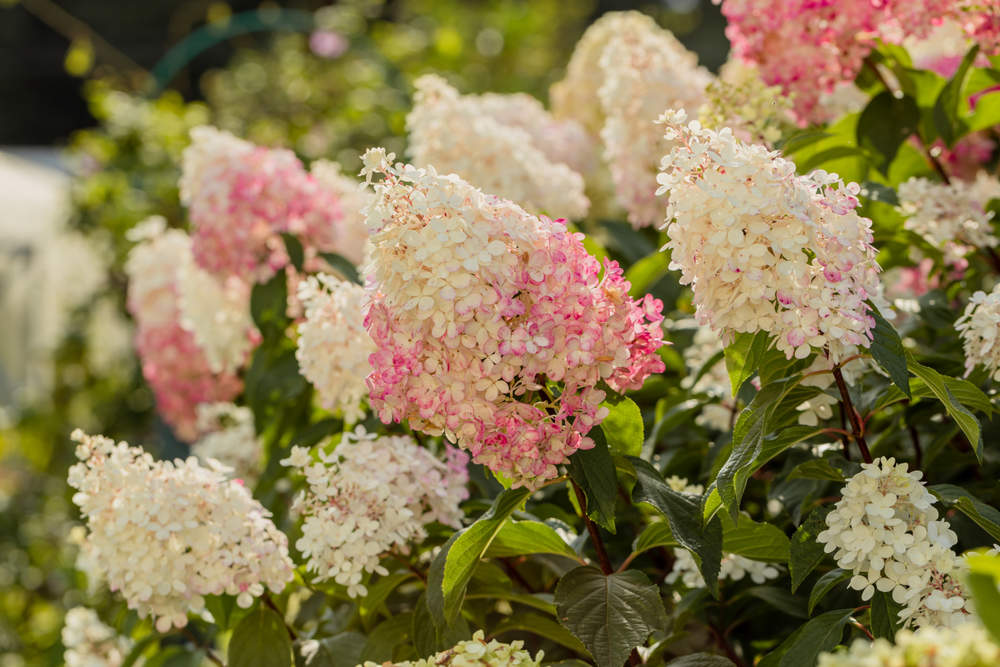 Hortensia de panícula