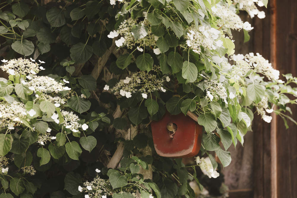 Hortensia trepadora