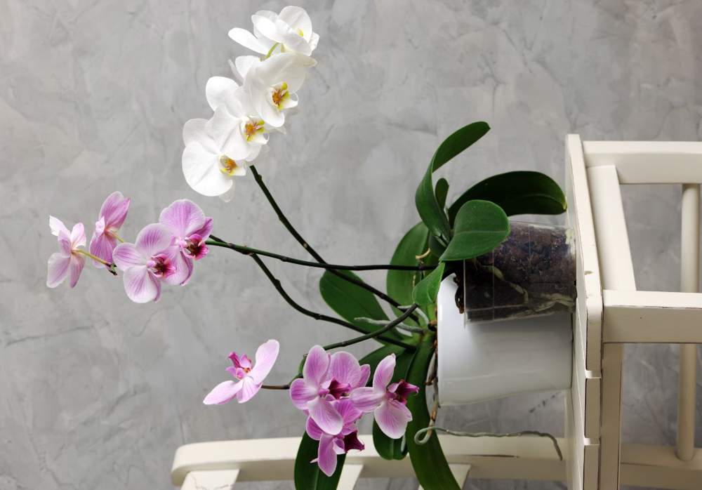 Orquídeas